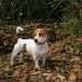 Cani che vanno di moda: Jack Russell